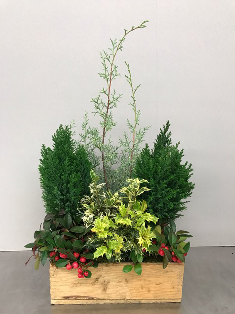 Foliage Garden Small Evergreens Holiday Arrangement