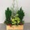 Small Evergreens Holiday Arrangement