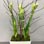 Amaryllis Holiday Arrangement